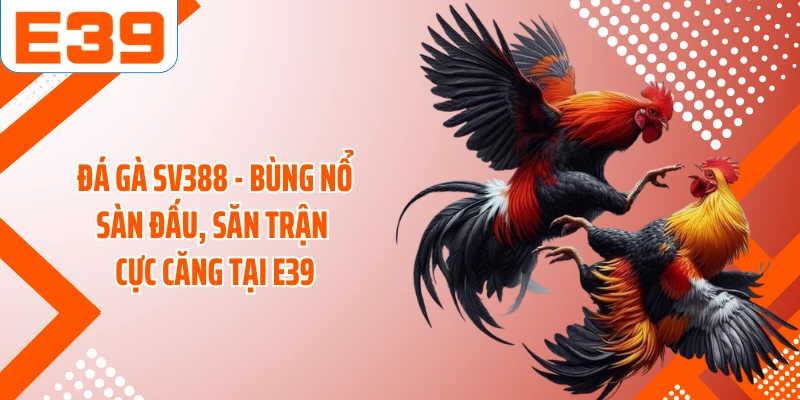 Đá Gà SV388 - Bùng Nổ Sàn Đấu, Săn Trận Cực Căng Tại E39
