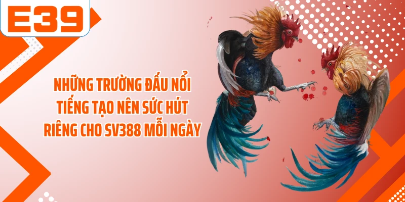 Những trường đấu nổi tiếng tạo nên sức hút riêng cho SV388 mỗi ngày
